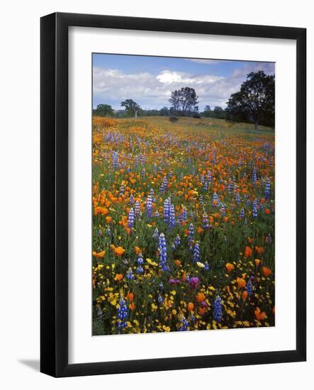 Wildflowers, Avenales Wildlife Area, Santa Margarita, California, USA-Charles Gurche-Framed Photographic Print