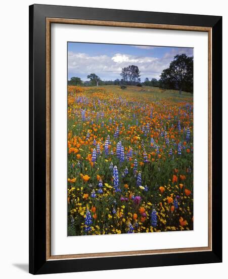 Wildflowers, Avenales Wildlife Area, Santa Margarita, California, USA-Charles Gurche-Framed Photographic Print