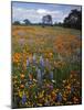 Wildflowers, Avenales Wildlife Area, Santa Margarita, California, USA-Charles Gurche-Mounted Photographic Print