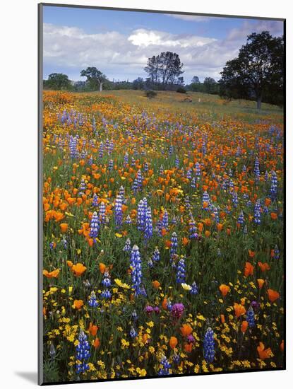 Wildflowers, Avenales Wildlife Area, Santa Margarita, California, USA-Charles Gurche-Mounted Photographic Print