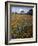 Wildflowers, Avenales Wildlife Area, Santa Margarita, California, USA-Charles Gurche-Framed Photographic Print