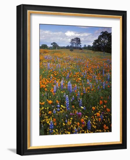 Wildflowers, Avenales Wildlife Area, Santa Margarita, California, USA-Charles Gurche-Framed Photographic Print