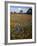 Wildflowers, Avenales Wildlife Area, Santa Margarita, California, USA-Charles Gurche-Framed Photographic Print