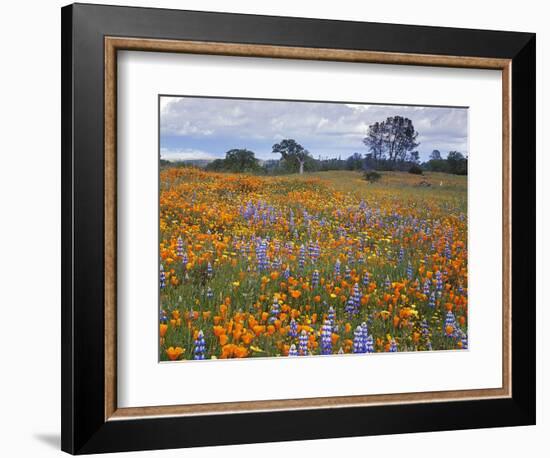 Wildflowers, Avenales Wildlife Area, Santa Margarita, California, USA-Charles Gurche-Framed Photographic Print