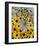 Wildflowers black eyed Susans Queen Ann Lace-null-Framed Premium Giclee Print