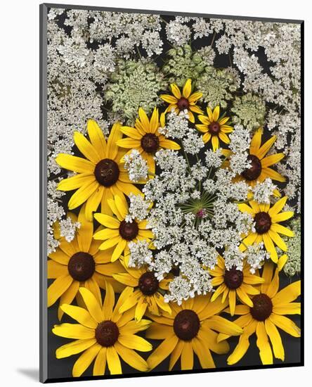 Wildflowers black eyed Susans Queen Ann Lace-null-Mounted Art Print