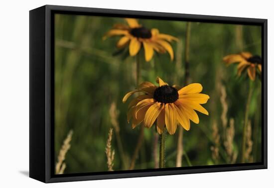 Wildflowers, Black-Eyed Susans-Gordon Semmens-Framed Premier Image Canvas