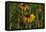 Wildflowers, Black-Eyed Susans-Gordon Semmens-Framed Premier Image Canvas