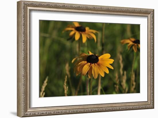 Wildflowers, Black-Eyed Susans-Gordon Semmens-Framed Photographic Print