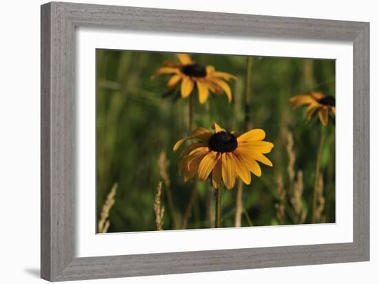 Wildflowers, Black-Eyed Susans-Gordon Semmens-Framed Photographic Print