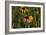 Wildflowers, Black-Eyed Susans-Gordon Semmens-Framed Photographic Print