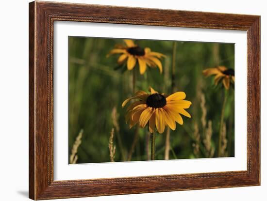 Wildflowers, Black-Eyed Susans-Gordon Semmens-Framed Photographic Print