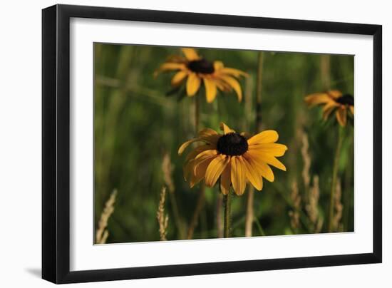 Wildflowers, Black-Eyed Susans-Gordon Semmens-Framed Photographic Print