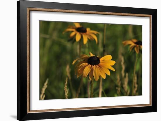 Wildflowers, Black-Eyed Susans-Gordon Semmens-Framed Photographic Print