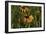 Wildflowers, Black-Eyed Susans-Gordon Semmens-Framed Photographic Print