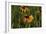 Wildflowers, Black-Eyed Susans-Gordon Semmens-Framed Photographic Print