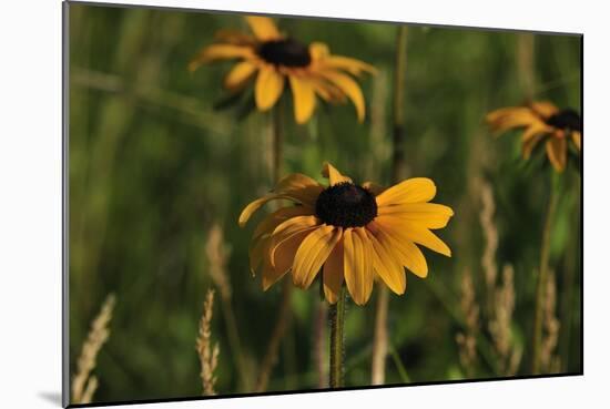 Wildflowers, Black-Eyed Susans-Gordon Semmens-Mounted Photographic Print