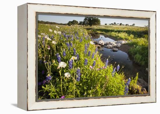 Wildflowers by Hill Country Stream, Texas, USA-Larry Ditto-Framed Premier Image Canvas