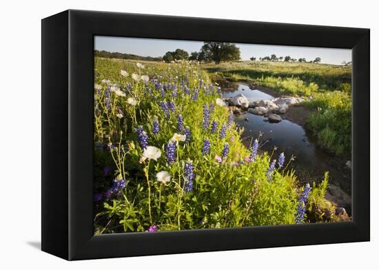 Wildflowers by Hill Country Stream, Texas, USA-Larry Ditto-Framed Premier Image Canvas