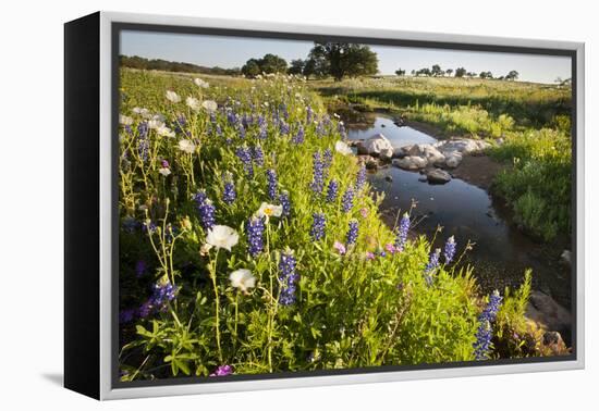 Wildflowers by Hill Country Stream, Texas, USA-Larry Ditto-Framed Premier Image Canvas