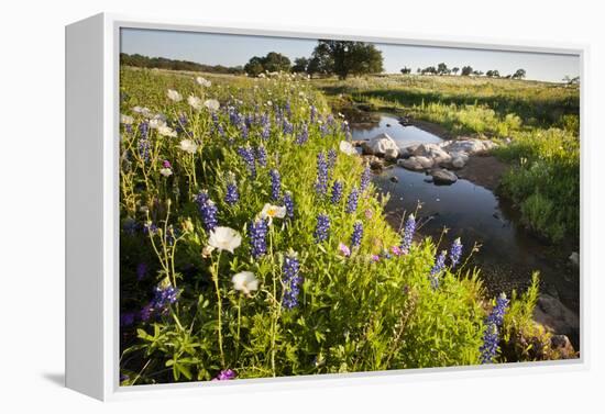 Wildflowers by Hill Country Stream, Texas, USA-Larry Ditto-Framed Premier Image Canvas