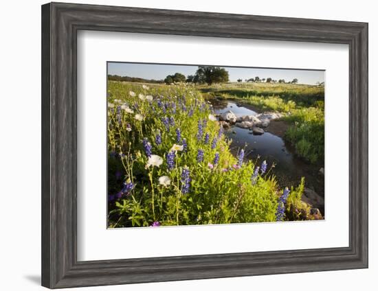 Wildflowers by Hill Country Stream, Texas, USA-Larry Ditto-Framed Photographic Print