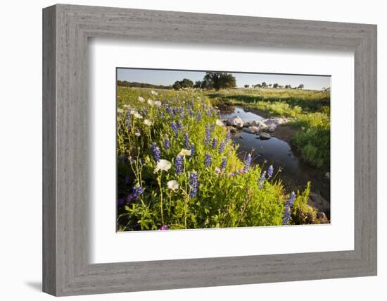 Wildflowers by Hill Country Stream, Texas, USA-Larry Ditto-Framed Photographic Print