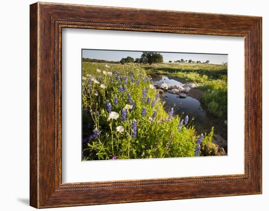 Wildflowers by Hill Country Stream, Texas, USA-Larry Ditto-Framed Photographic Print