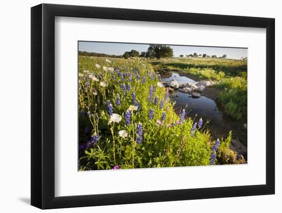 Wildflowers by Hill Country Stream, Texas, USA-Larry Ditto-Framed Photographic Print