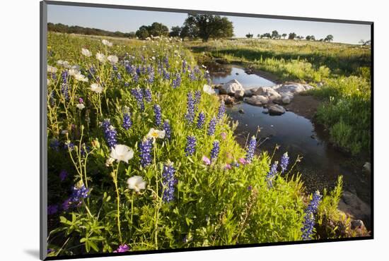 Wildflowers by Hill Country Stream, Texas, USA-Larry Ditto-Mounted Photographic Print