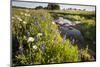 Wildflowers by Hill Country Stream, Texas, USA-Larry Ditto-Mounted Photographic Print