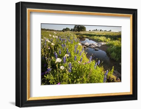 Wildflowers by Hill Country Stream, Texas, USA-Larry Ditto-Framed Photographic Print