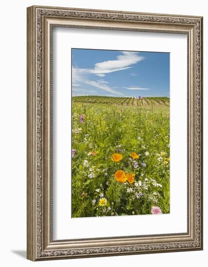 Wildflowers by Northstar's Vineyard, Walla Walla, Washington, USA-Richard Duval-Framed Photographic Print