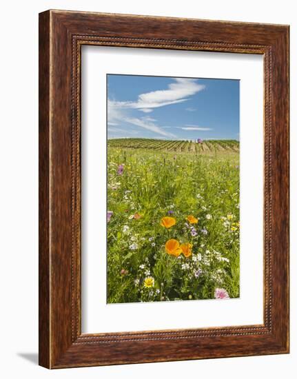 Wildflowers by Northstar's Vineyard, Walla Walla, Washington, USA-Richard Duval-Framed Photographic Print