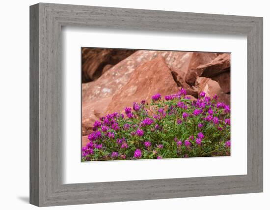 Wildflowers, Canyon De Chelly National Monument, Usa-Russ Bishop-Framed Photographic Print