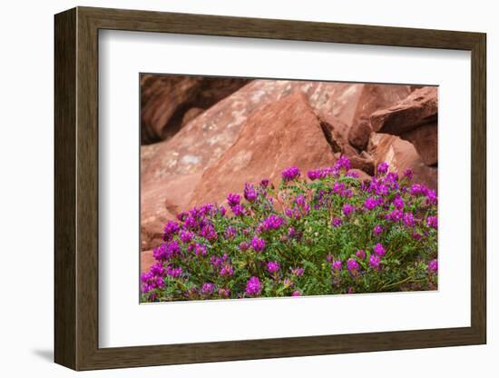 Wildflowers, Canyon De Chelly National Monument, Usa-Russ Bishop-Framed Photographic Print