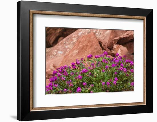 Wildflowers, Canyon De Chelly National Monument, Usa-Russ Bishop-Framed Photographic Print