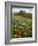 Wildflowers, Columbia River Gorge National Scenic Area, Washington,Usa-Charles Gurche-Framed Photographic Print