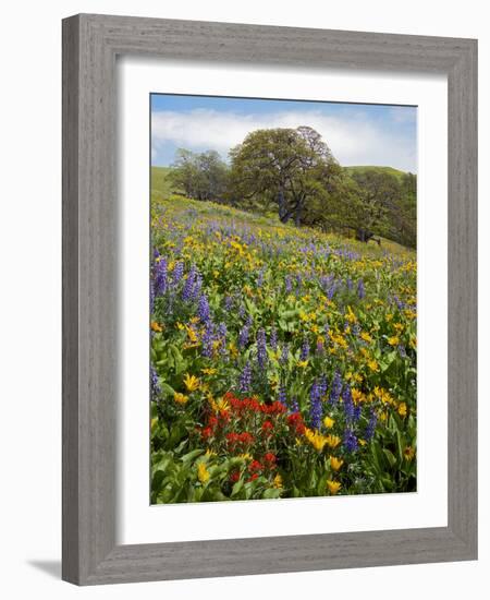 Wildflowers, Columbia River Gorge National Scenic Area, Washington,Usa-Charles Gurche-Framed Photographic Print