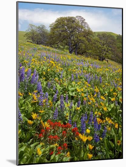 Wildflowers, Columbia River Gorge National Scenic Area, Washington,Usa-Charles Gurche-Mounted Photographic Print