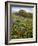 Wildflowers, Columbia River Gorge National Scenic Area, Washington,Usa-Charles Gurche-Framed Photographic Print