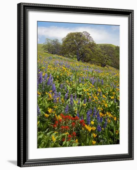 Wildflowers, Columbia River Gorge National Scenic Area, Washington,Usa-Charles Gurche-Framed Photographic Print