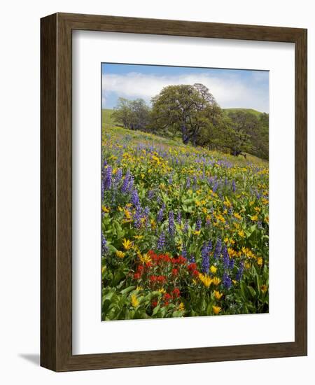 Wildflowers, Columbia River Gorge National Scenic Area, Washington,Usa-Charles Gurche-Framed Photographic Print