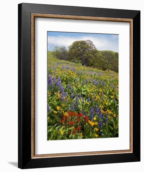 Wildflowers, Columbia River Gorge National Scenic Area, Washington,Usa-Charles Gurche-Framed Photographic Print