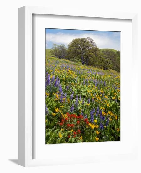 Wildflowers, Columbia River Gorge National Scenic Area, Washington,Usa-Charles Gurche-Framed Photographic Print