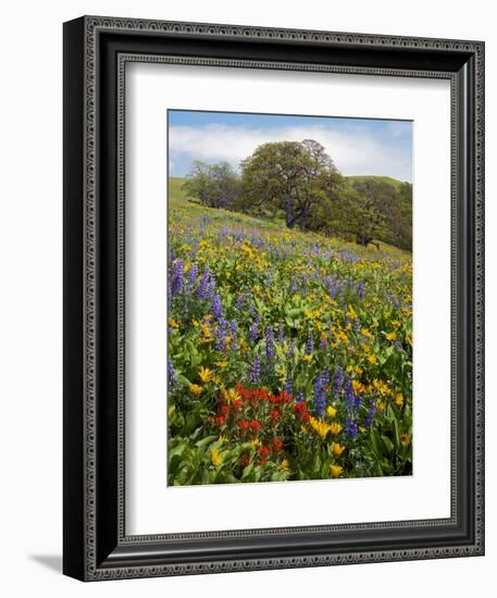 Wildflowers, Columbia River Gorge National Scenic Area, Washington,Usa-Charles Gurche-Framed Photographic Print