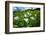 Wildflowers Growing in a Field, Crested Butte, Colorado, USA-null-Framed Photographic Print