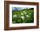 Wildflowers Growing in a Field, Crested Butte, Colorado, USA-null-Framed Photographic Print