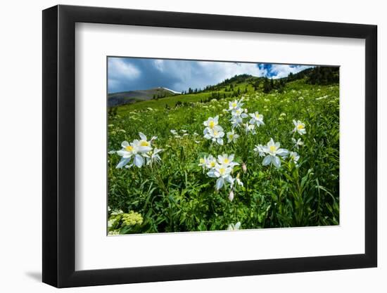 Wildflowers Growing in a Field, Crested Butte, Colorado, USA-null-Framed Photographic Print