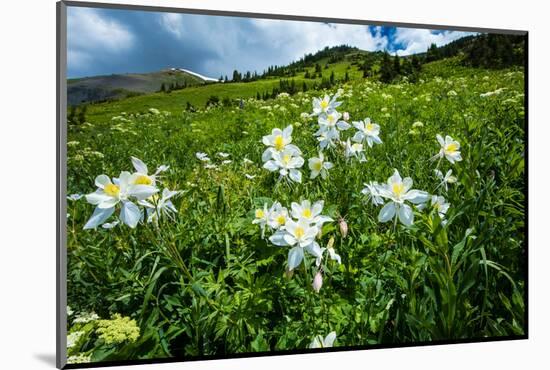 Wildflowers Growing in a Field, Crested Butte, Colorado, USA-null-Mounted Photographic Print